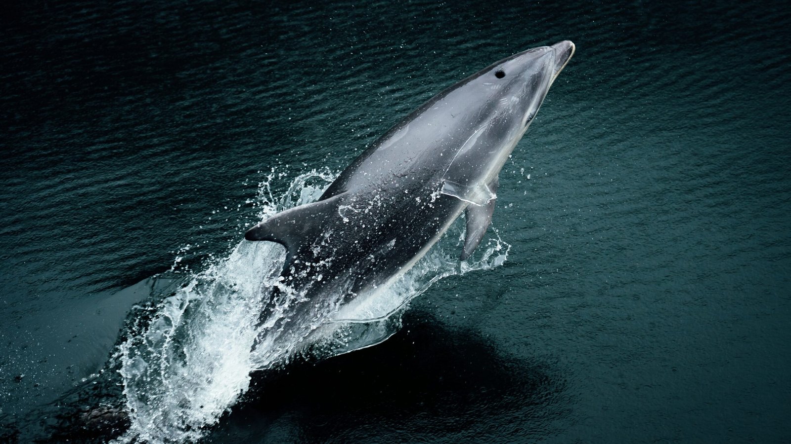 a dolphin is jumping out of the water